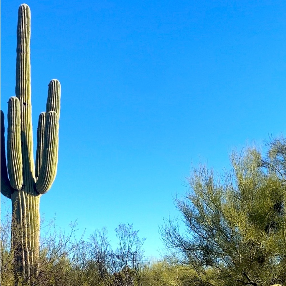 Meet your Posher, Yvette